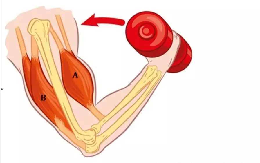 eccentric muscle contraction