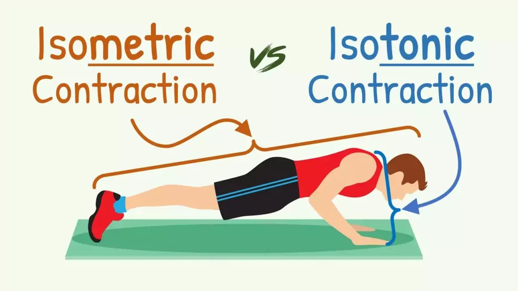 isometric muscle contraction