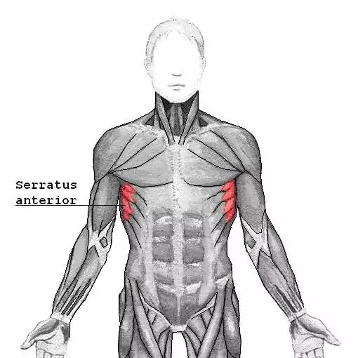 serratus anterior muscles