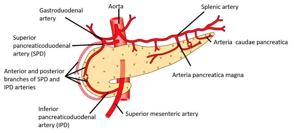 blood supply